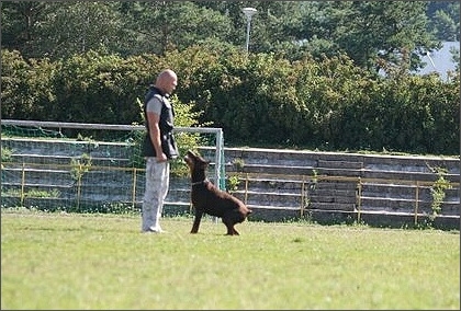 Sasha - Estonia championship 2007  in IPO 3